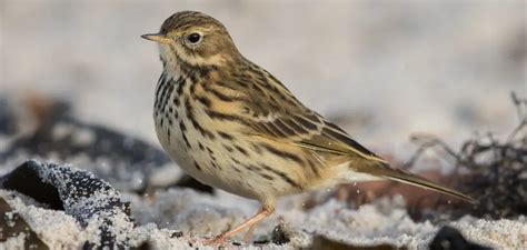 Pipit Definition & Meaning .